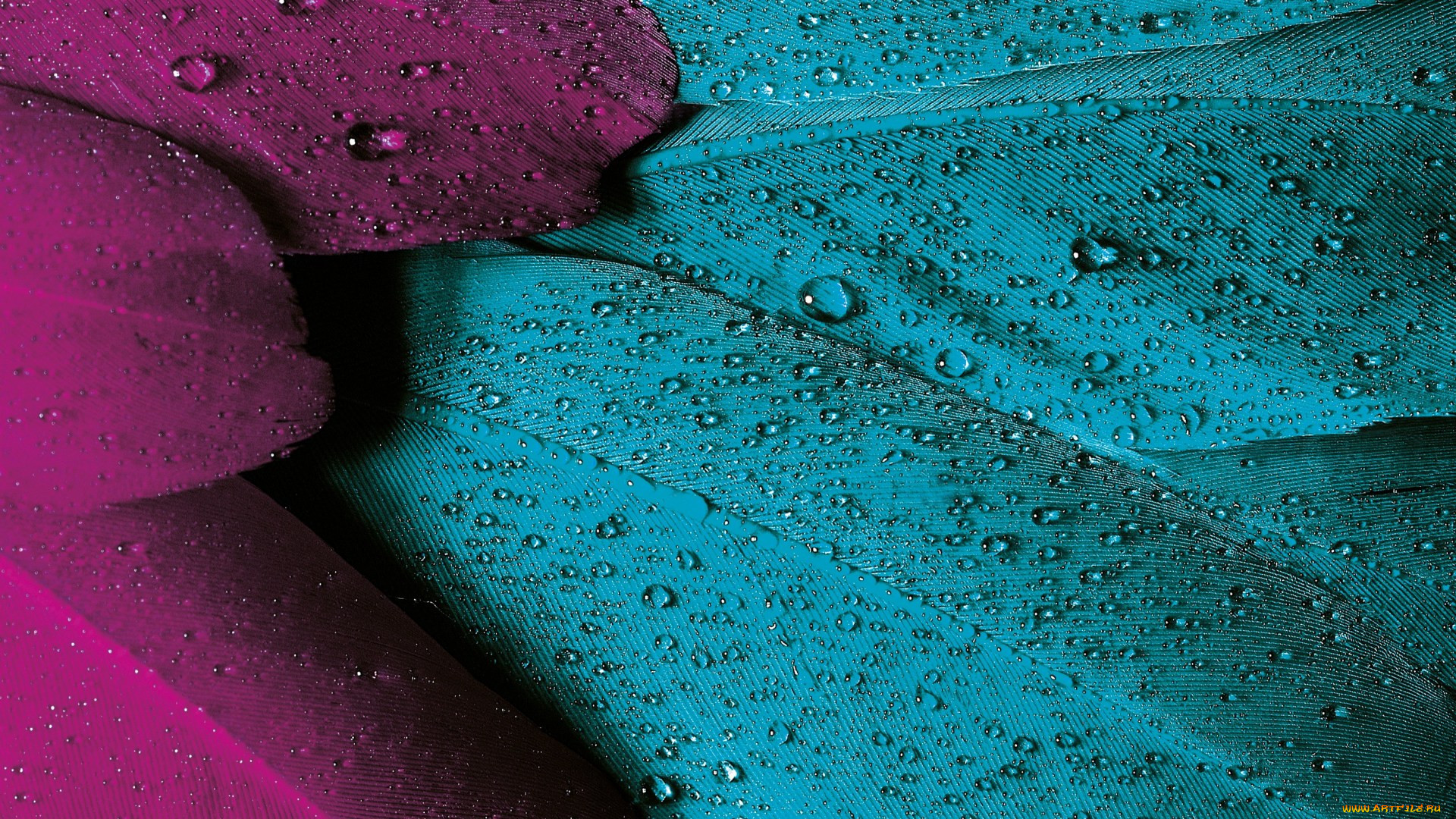 , , , rain, , texture, , drops, , bird, feather, 